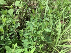 Crotalaria albida
