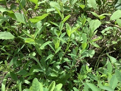 Crotalaria albida