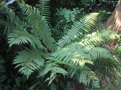 Dryopteris crassirhizoma