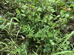 Crotalaria albida