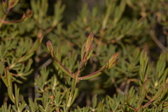 Verticordia monadelpha