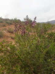Freylinia densiflora