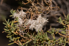 Verticordia monadelpha