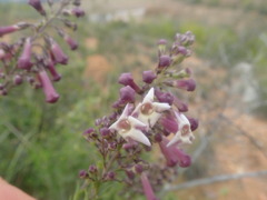 Freylinia densiflora