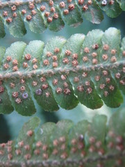 Dryopteris crassirhizoma
