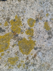 Candelariella medians