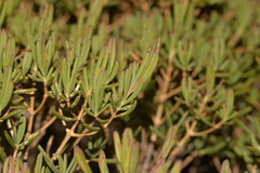 Verticordia monadelpha