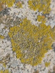 Candelariella medians