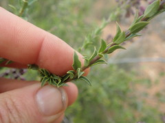 Freylinia densiflora