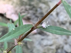 Scleromitrion sirayanum
