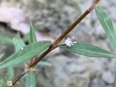 Scleromitrion sirayanum