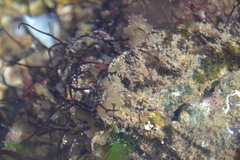 Perophoridae