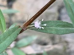 Scleromitrion sirayanum