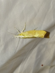 Ypsolopha lucella