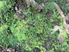 Scleromitrion sirayanum