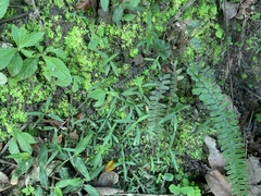 Scleromitrion sirayanum