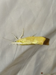 Ypsolopha lucella