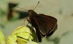 Miltomiges cinnamomea