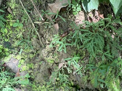 Scleromitrion sirayanum