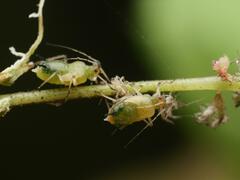 Impatientinum asiaticum