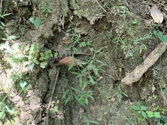 Scleromitrion sirayanum