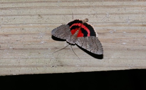 Pink Underwing photo 3
