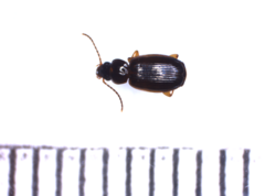 Trechus quadristriatus