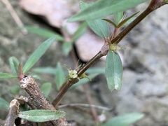 Scleromitrion sirayanum