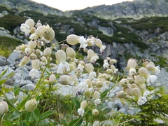 Silene vulgaris