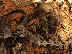 Sitana marudhamneydhal