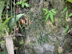Scleromitrion sirayanum