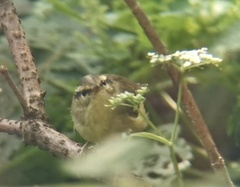 Phylloscopus ricketti