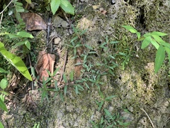 Scleromitrion sirayanum