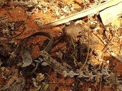 Sitana marudhamneydhal