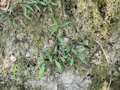 Scleromitrion sirayanum