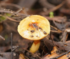 Cortinarius sinapicolor