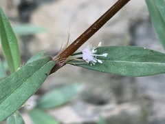 Scleromitrion sirayanum