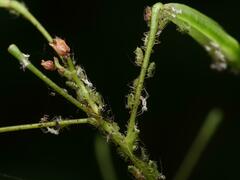 Impatientinum asiaticum