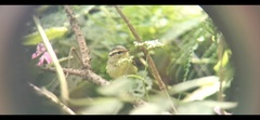 Phylloscopus ricketti