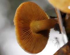 Cortinarius sinapicolor