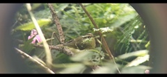 Phylloscopus ricketti