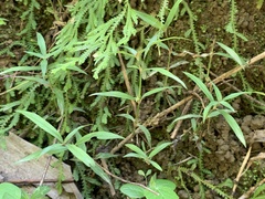 Scleromitrion sirayanum