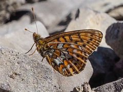 Boloria astarte