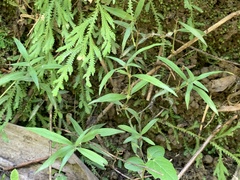 Scleromitrion sirayanum