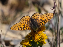 Boloria astarte
