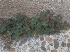Oxalis corniculata