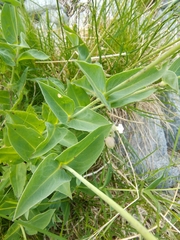 Silene vulgaris