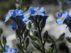 Myosotis graui