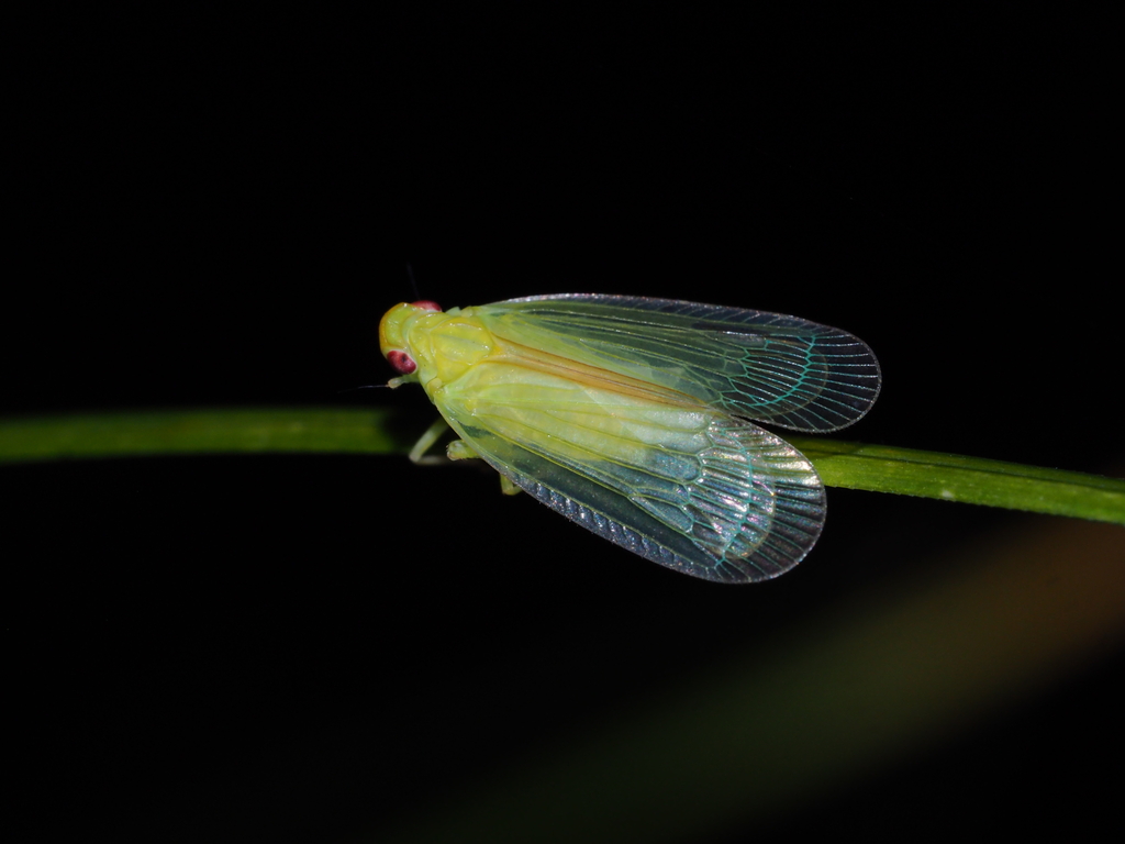 Epora biprolata