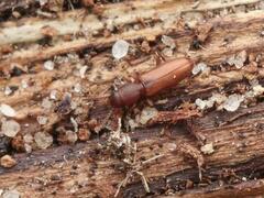 Silvanus unidentatus